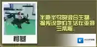 疯狂动物园属性